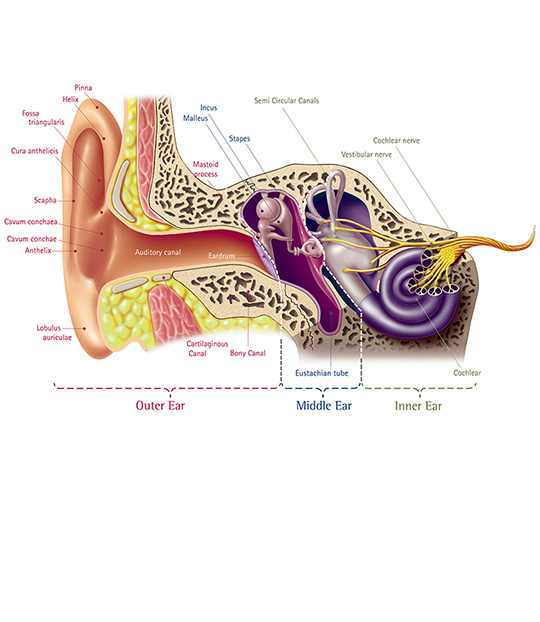 How we hear, the Anatomy of the ear